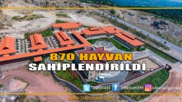 2018’de 870 Hayvan Sahiplendirildi