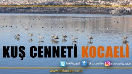 Kuş Cenneti Kocaeli