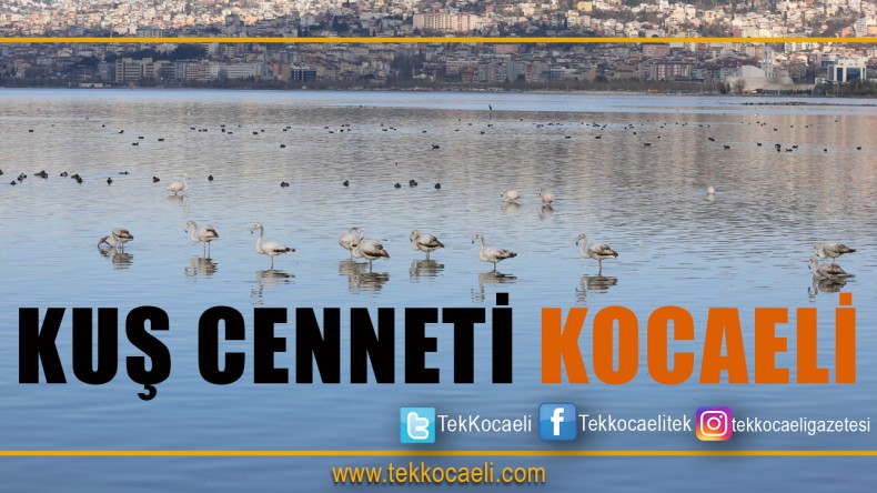Kuş Cenneti Kocaeli