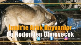 Hayvanlar Artık Bu Sebepten Ölmüyor