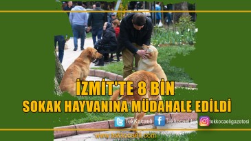 İZMİT’TE 8 BİN SOKAK HAYVANINA MÜDAHALE EDİLDİ