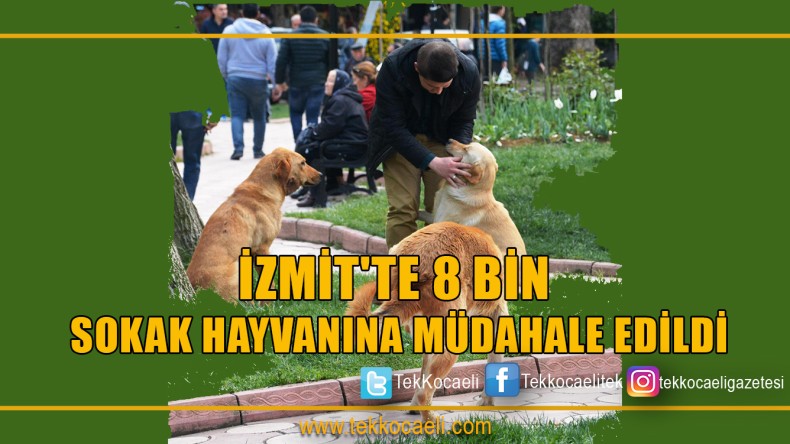 İZMİT’TE 8 BİN SOKAK HAYVANINA MÜDAHALE EDİLDİ