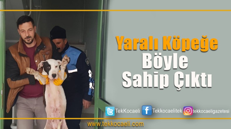 Yaralı Köpeğe Sahip Çıktı