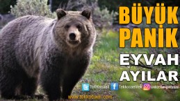 Ayılar Şehir Merkezine İndi