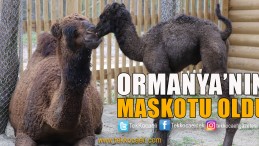 Ormanya’nın Yeni Maskotu ‘SAHRA’