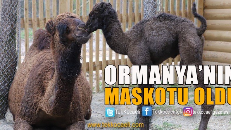 Ormanya’nın Yeni Maskotu ‘SAHRA’