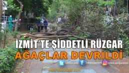 Şiddetli Rüzgar Ağaçları Devirdi