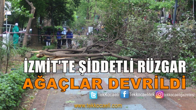 Şiddetli Rüzgar Ağaçları Devirdi