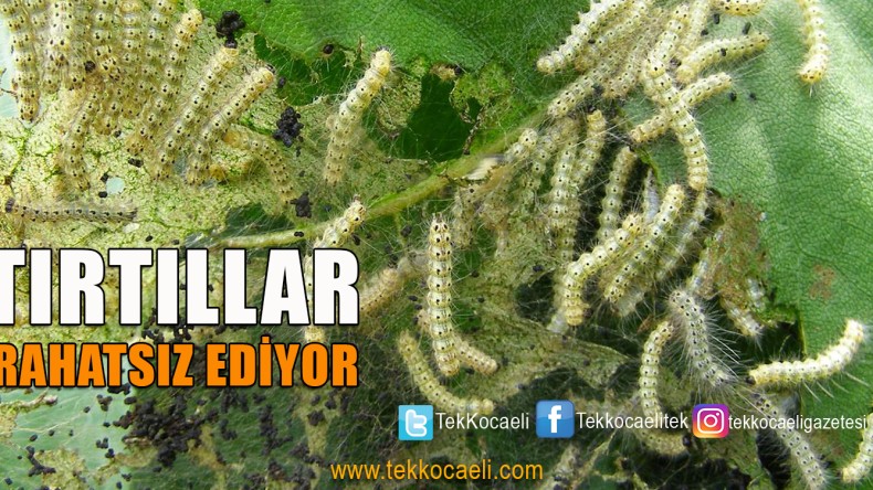 Tırtıllarla Mücadelede Bunlara Dikkat!