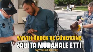 Yaralı Ördek ve Güvercine Zabıta Müdahale Etti