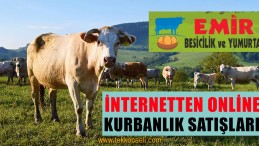 İnternetten Kurban Sat Kocaeli’nde