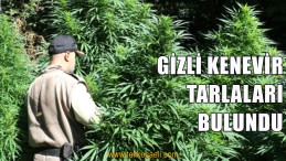 Gizli Kenevir Tarlaları Bulundu