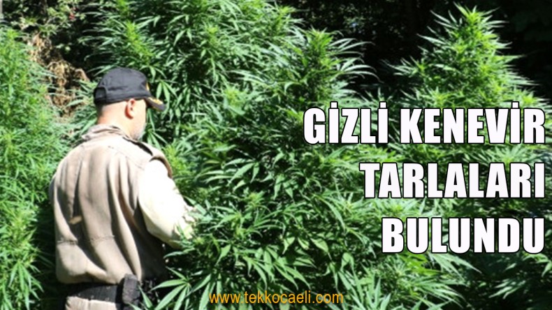 Gizli Kenevir Tarlaları Bulundu