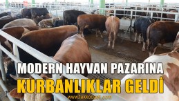 İzmit’teki Hayvan Pazarına Kurbanlılar Geldi
