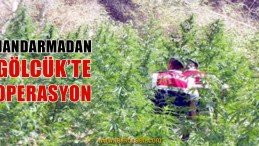 Jandarma Ormanda Ele Geçirdi