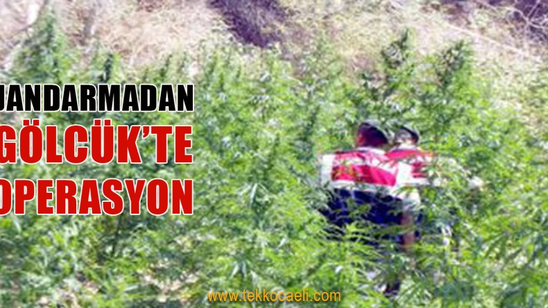 Jandarma Ormanda Ele Geçirdi