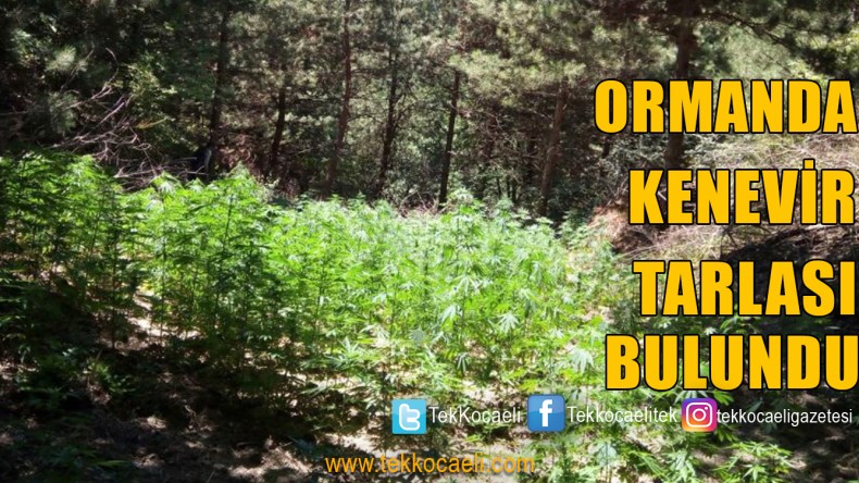 Kenevir Tarlalarına Operasyon