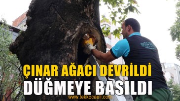 İzmit’te Çınar Ağaçları İçin Önlem Alındı