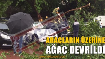 Tren Garında Ağaç Devrildi