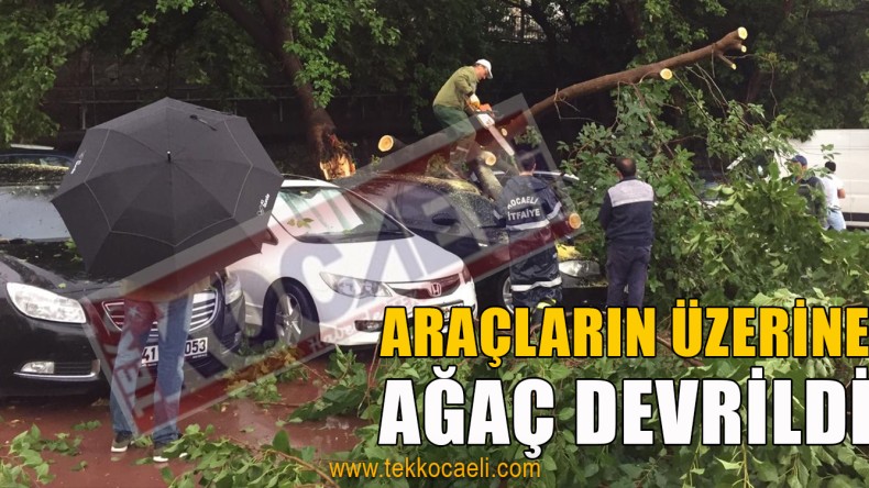 Tren Garında Ağaç Devrildi