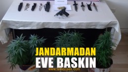 Evin Balkonunda Kenevir Yetiştirmiş