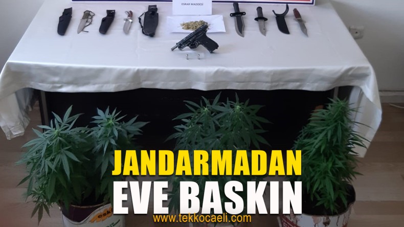 Evin Balkonunda Kenevir Yetiştirmiş