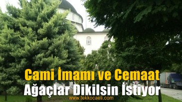 Cami Cemaati Ağaçlarını Geri İstiyor