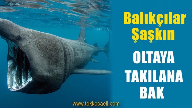 Oltaya Dev Köpek Balığı Takıldı