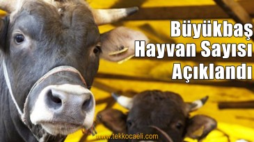 İşte Kocaeli’de Büyükbaş ve Küçükbaş Hayvan Sayısı