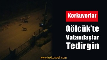Gölcük’te Köpek Sürüleri Korku Salıyor