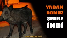 Yeşilova’ya Domuz İndi