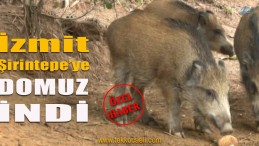 İzmit’te Mahallenin Merkezine Domuz İndi