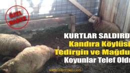 Kurtlar Saldırdı; Koyunlar Telef Oldu