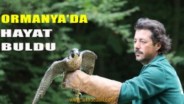 Yaralı Delice Doğan, İyileştirilerek Doğaya Salındı