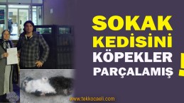 Kedinin Öldürülmesiyle İlgili Suç Duyurusunda Bulundu