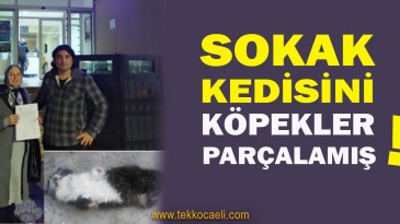 Kedinin Öldürülmesiyle İlgili Suç Duyurusunda Bulundu