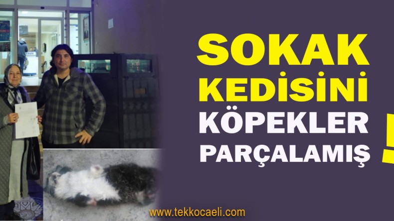 Kedinin Öldürülmesiyle İlgili Suç Duyurusunda Bulundu