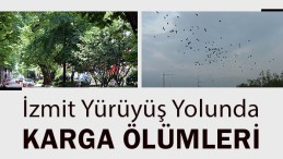 Karga Ölümlerine Kaymakamlık El Attı