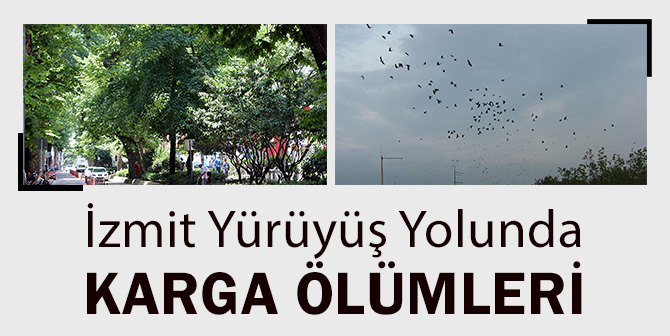 Karga Ölümlerine Kaymakamlık El Attı