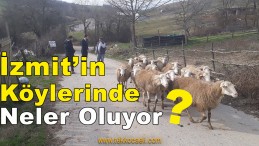 İzmit Belediyesi’nden Kırsal Kalkınma Hamlesi