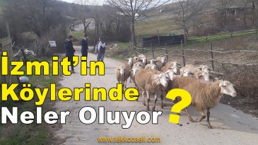 İzmit Belediyesi’nden Kırsal Kalkınma Hamlesi