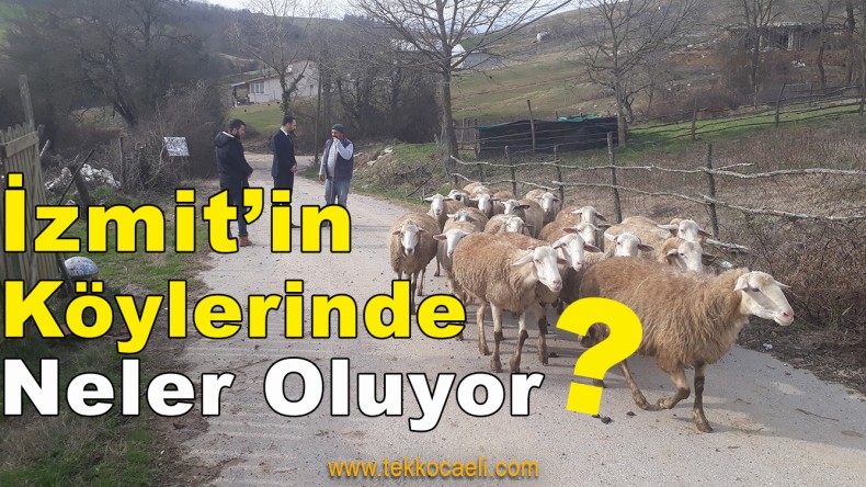 İzmit Belediyesi’nden Kırsal Kalkınma Hamlesi