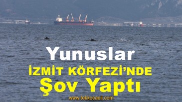 Yunus Balıkları Şov Yaptı