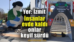 Sokak Hayvanları İzmit Belediyesi’ne Sığındı