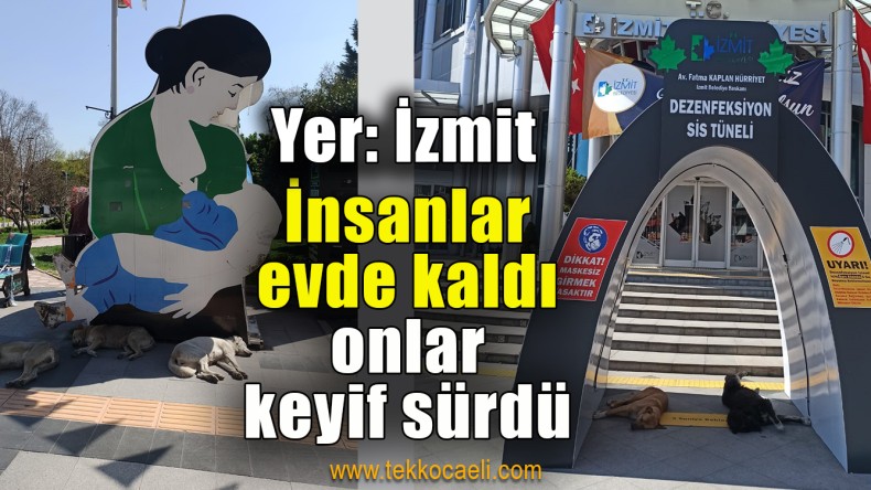 Sokak Hayvanları İzmit Belediyesi’ne Sığındı