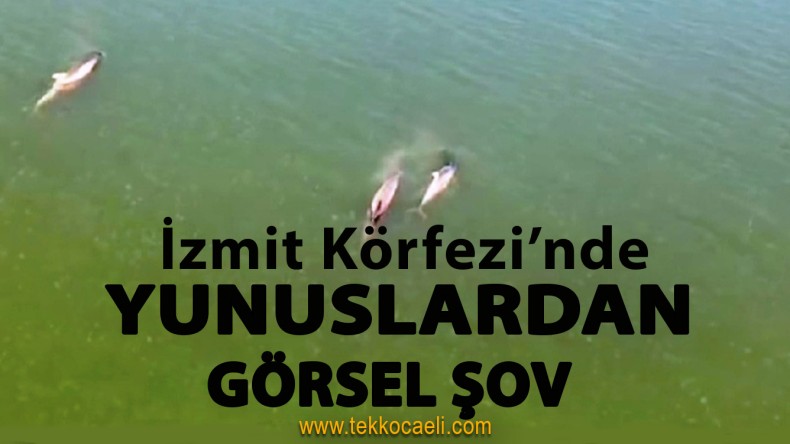 İzmit Körfezi’nde Yunuslar Şov Yaptı