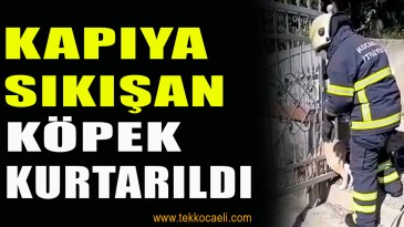 Mezarlığı Kapısına Sıkışan Köpek Böyle Kurtarıldı