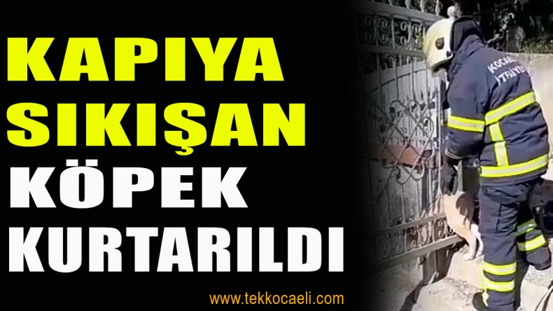 Mezarlığı Kapısına Sıkışan Köpek Böyle Kurtarıldı