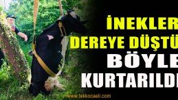 İnekler Otlarken Dereye Düştü