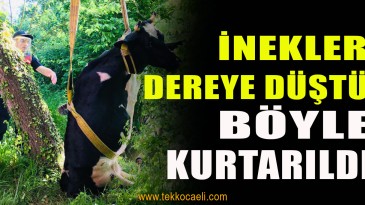 İnekler Otlarken Dereye Düştü